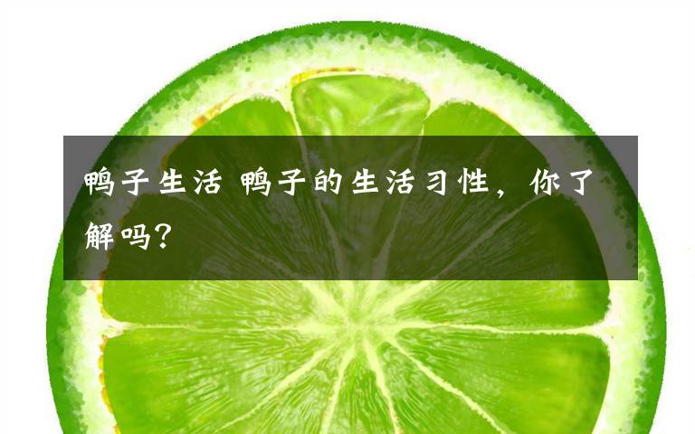 鸭子生活 鸭子的生活习性,你了解吗?