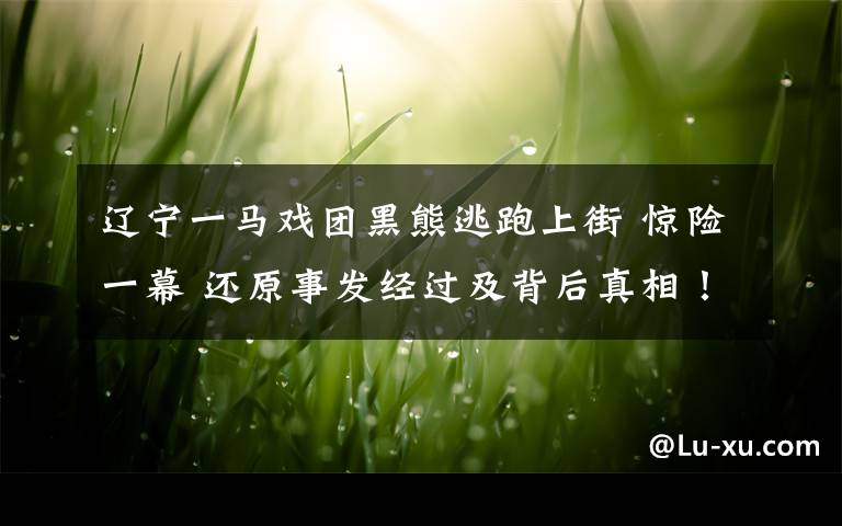 辽宁一马戏团黑熊逃跑上街 惊险一幕 还原事发经过及背后真相！