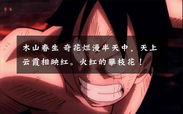 木山春生 奇花烂漫半天中,天上云霞相映红。火红的攀枝花!