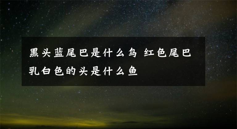 黑头蓝尾巴是什么鸟 红色尾巴乳白色的头是什么鱼