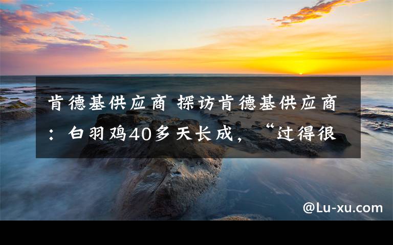 肯德基供应商 探访肯德基供应商:白羽鸡40多天长成,“过得很精细”