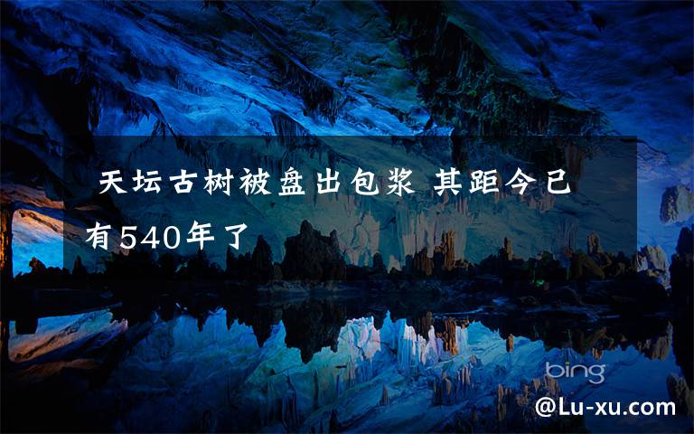 天坛古树被盘出包浆 其距今已有540年了