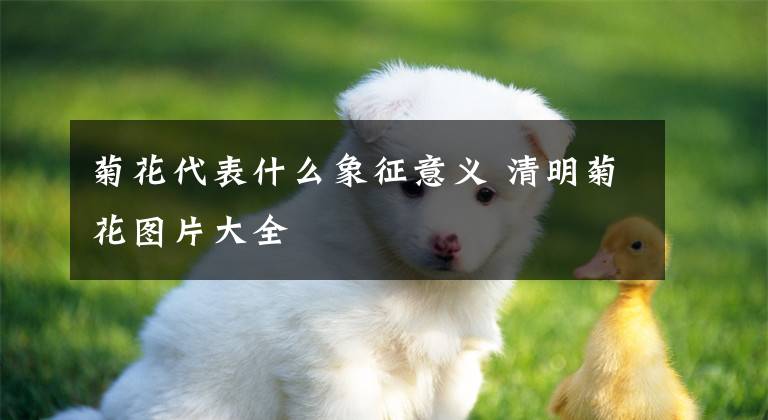 菊花代表什么象征意义 清明菊花图片大全