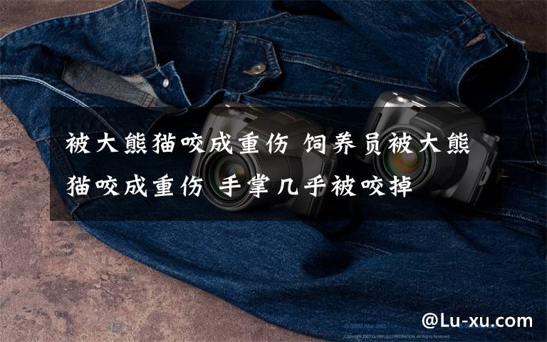 被大熊猫咬成重伤 饲养员被大熊猫咬成重伤 手掌几乎被咬掉