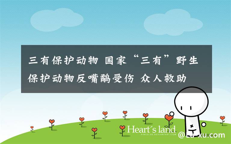 三有保护动物 国家“三有”野生保护动物反嘴鹬受伤 众人救助