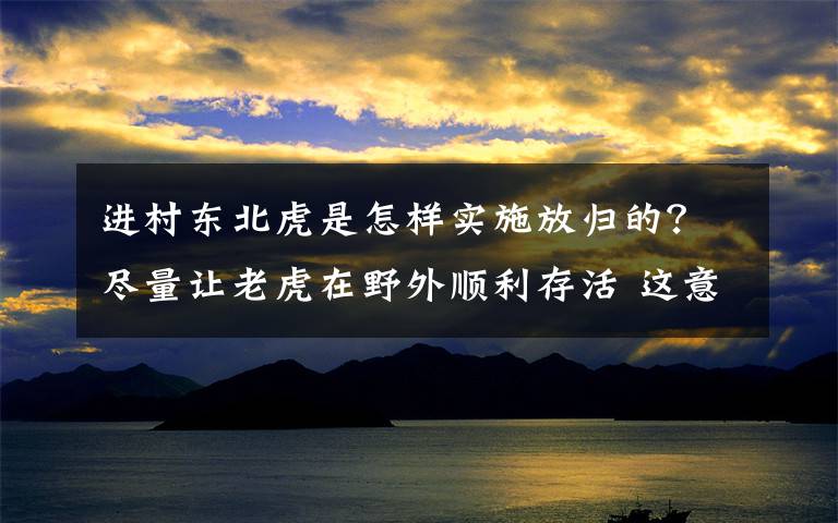 进村东北虎是怎样实施放归的？尽量让老虎在野外顺利存活 这意味着什么?
