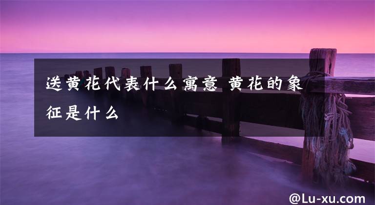 送黄花代表什么寓意 黄花的象征是什么