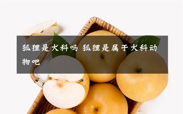 狐狸是犬科吗 狐狸是属于犬科动物吧