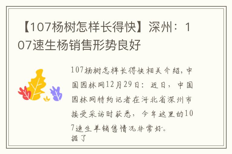 【107杨树怎样长得快】深州:107速生杨销售形势良好