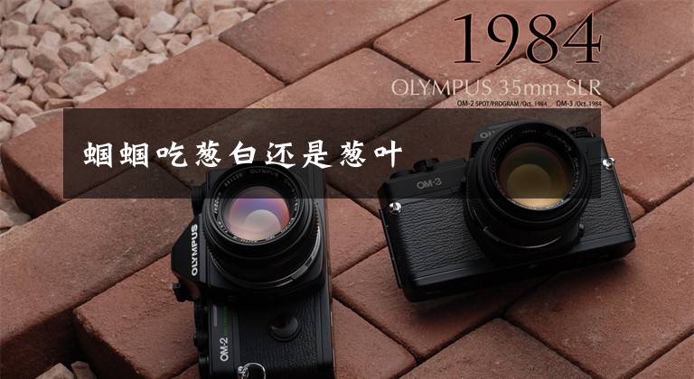 蝈蝈吃葱白还是葱叶