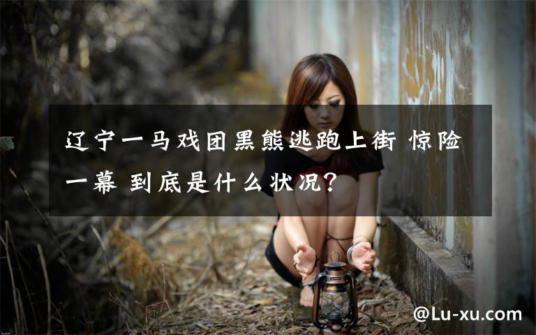 辽宁一马戏团黑熊逃跑上街 惊险一幕 到底是什么状况？