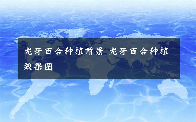 龙牙百合种植前景 龙牙百合种植效果图