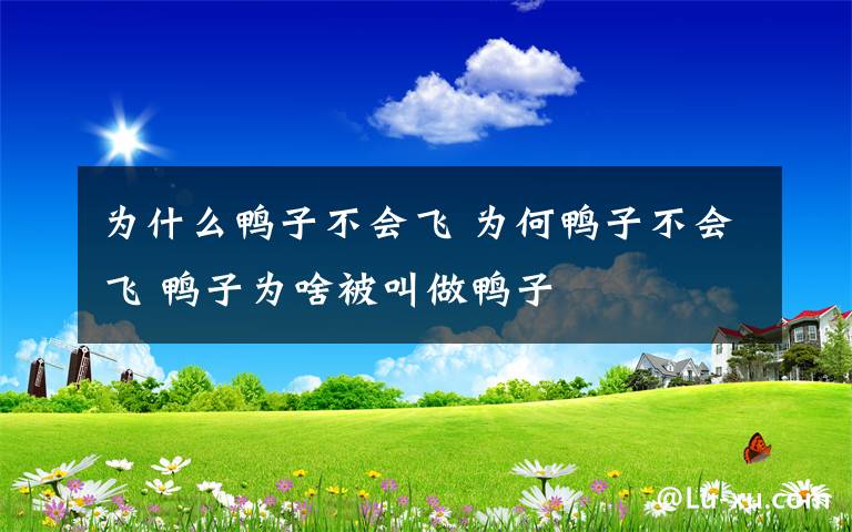 为什么鸭子不会飞 为何鸭子不会飞 鸭子为啥被叫做鸭子