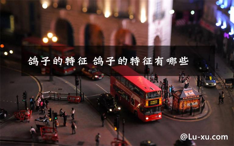 鸽子的特征 鸽子的特征有哪些