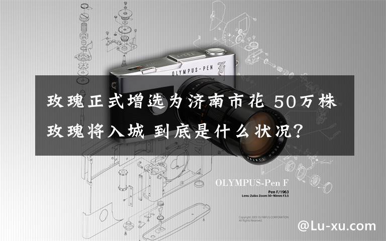 玫瑰正式增选为济南市花 50万株玫瑰将入城 到底是什么状况?