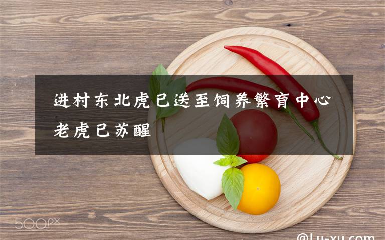  进村东北虎已送至饲养繁育中心 老虎已苏醒