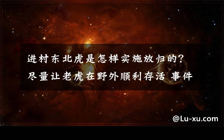 进村东北虎是怎样实施放归的？尽量让老虎在野外顺利存活 事件详情始末介绍！