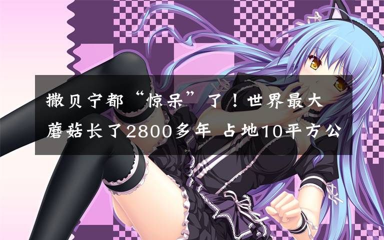 撒贝宁都“惊呆”了!世界最大蘑菇长了2800多年 占地10平方公里