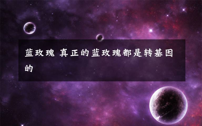 蓝玫瑰 真正的蓝玫瑰都是转基因的