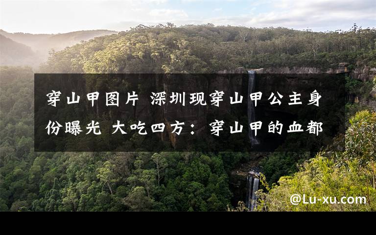 穿山甲图片 深圳现穿山甲公主身份曝光 大吃四方:穿山甲的血都可以吃