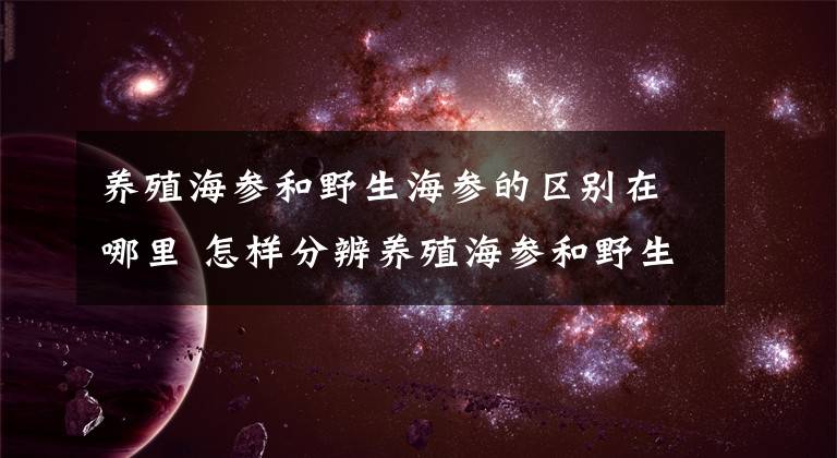 养殖海参和野生海参的区别在哪里 怎样分辨养殖海参和野生海参