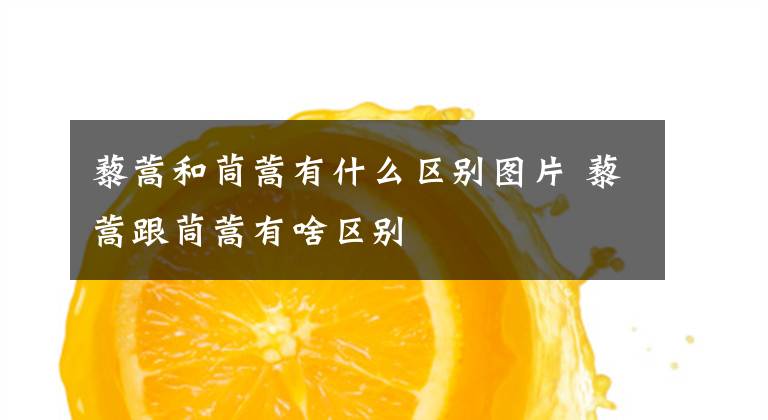 藜蒿和茼蒿有什么区别图片 藜蒿跟茼蒿有啥区别