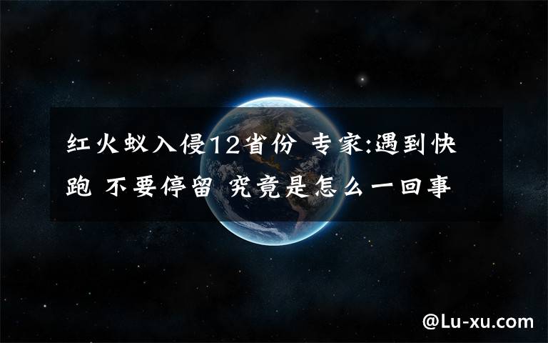 红火蚁入侵12省份 专家:遇到快跑 不要停留 究竟是怎么一回事?