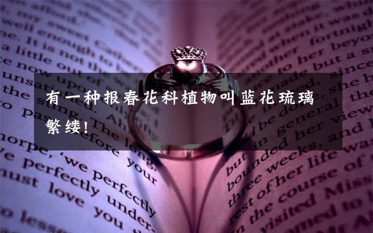 有一种报春花科植物叫蓝花琉璃繁缕!