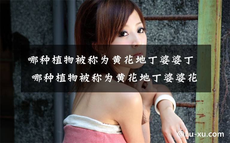 哪种植物被称为黄花地丁婆婆丁 哪种植物被称为黄花地丁婆婆花