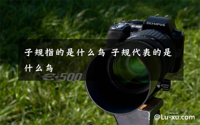 子规指的是什么鸟 子规代表的是什么鸟