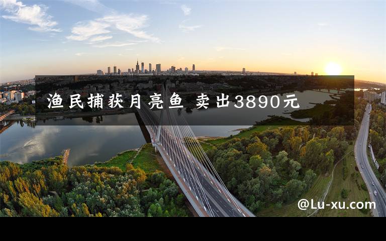渔民捕获月亮鱼 卖出3890元