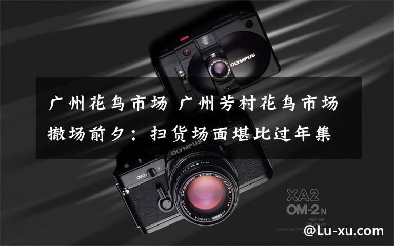 广州花鸟市场 广州芳村花鸟市场撤场前夕:扫货场面堪比过年集市