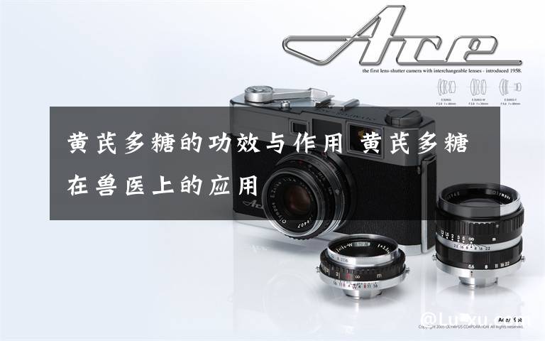 黄芪多糖的功效与作用 黄芪多糖在兽医上的应用