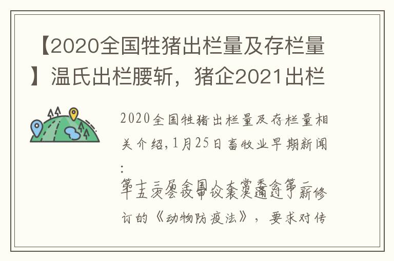 【2020全国牲猪出栏量及存栏量】温氏出栏腰斩,猪企2021出栏近1.9亿头的可能性有多大?