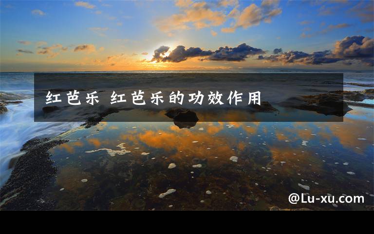 红芭乐 红芭乐的功效作用