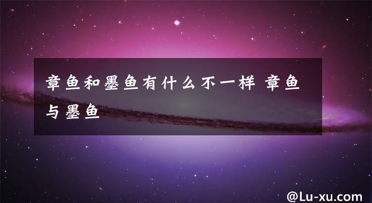 章鱼和墨鱼有什么不一样 章鱼与墨鱼