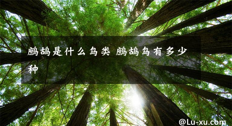 鹧鸪是什么鸟类 鹧鸪鸟有多少种