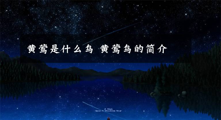 黄莺是什么鸟 黄莺鸟的简介
