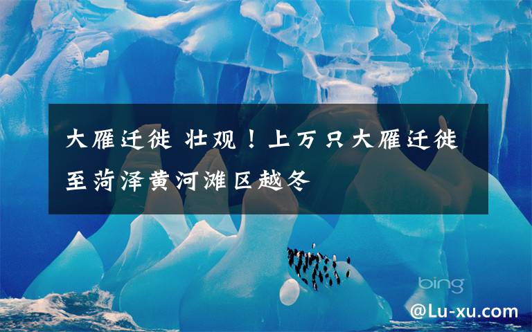 大雁迁徙 壮观!上万只大雁迁徙至菏泽黄河滩区越冬