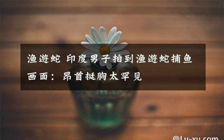 渔游蛇 印度男子拍到渔游蛇捕鱼画面：昂首挺胸太罕见