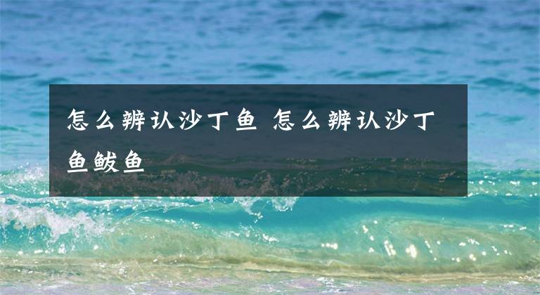 怎么辨认沙丁鱼 怎么辨认沙丁鱼鲅鱼