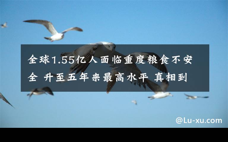 全球1.55亿人面临重度粮食不安全 升至五年来最高水平 真相到底是怎样的？