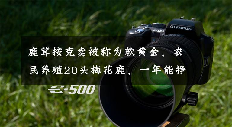 鹿茸按克卖被称为软黄金,农民养殖20头梅花鹿,一年能挣多少钱