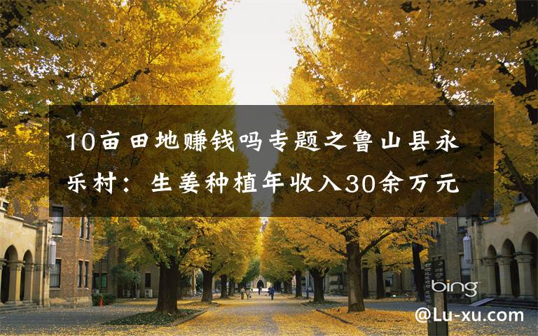10亩田地赚钱吗专题之鲁山县永乐村:生姜种植年收入30余万元