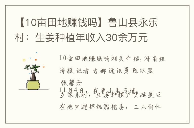 【10亩田地赚钱吗】鲁山县永乐村:生姜种植年收入30余万元
