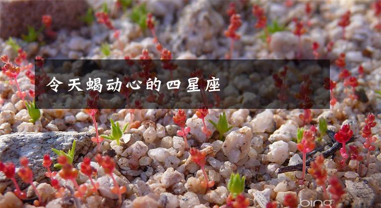 令天蝎动心的四星座