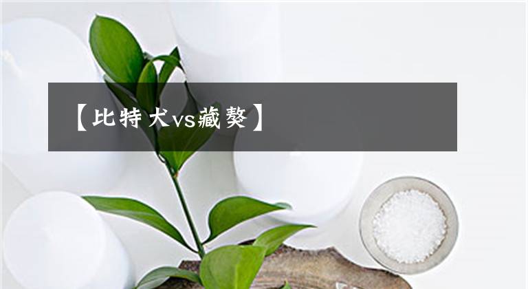 【比特犬vs藏獒】