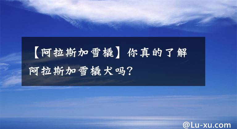 【阿拉斯加雪橇】你真的了解阿拉斯加雪橇犬吗?