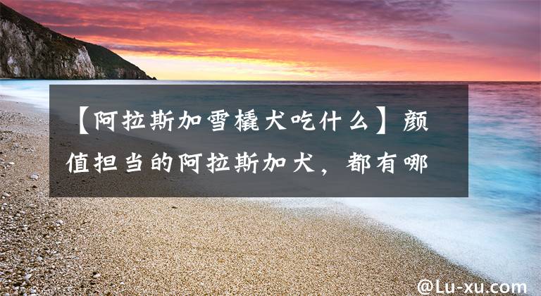 【阿拉斯加雪橇犬吃什么】颜值担当的阿拉斯加犬,都有哪些优缺点呢?