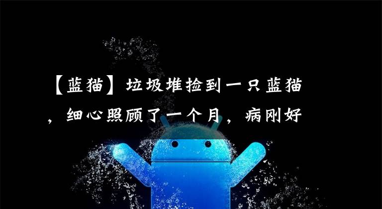 【蓝猫】垃圾堆捡到一只蓝猫，细心照顾了一个月，病刚好，前主人来要猫了
